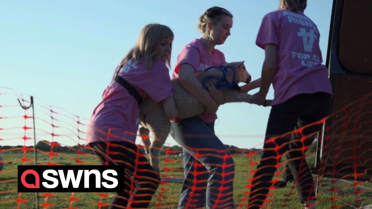 Animal rights activists steal three lambs from...
