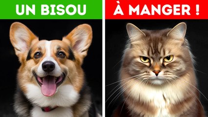 Ce Que Tu Entendrais Si Tu Pouvais Comprendre Les Animaux