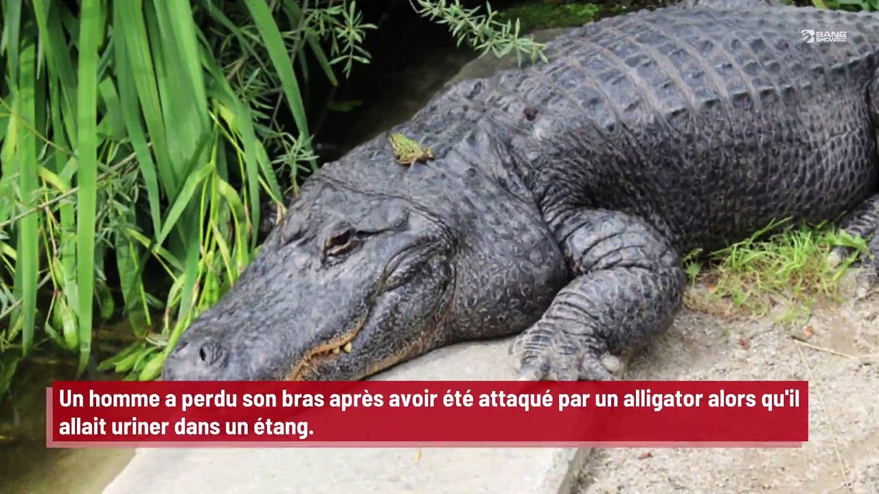 Un homme perd un bras après avoir été attaqué par un alligator dans un bar de Floride !