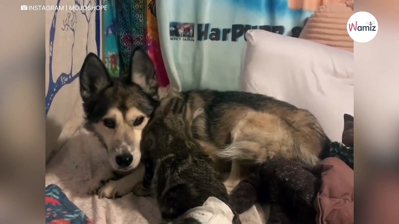 Un chat paralysé arrive au refuge : quelques jours plus tard  un miracle se produit sous leurs yeux (vidéo)