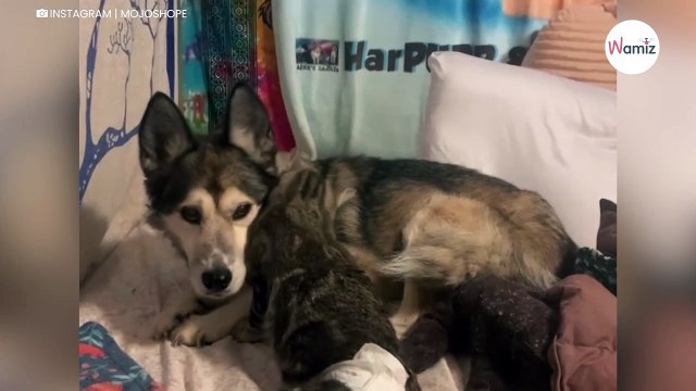 Un chat paralysé arrive au refuge : quelques jours plus tard un miracle se produit sous leurs yeux (vidéo)