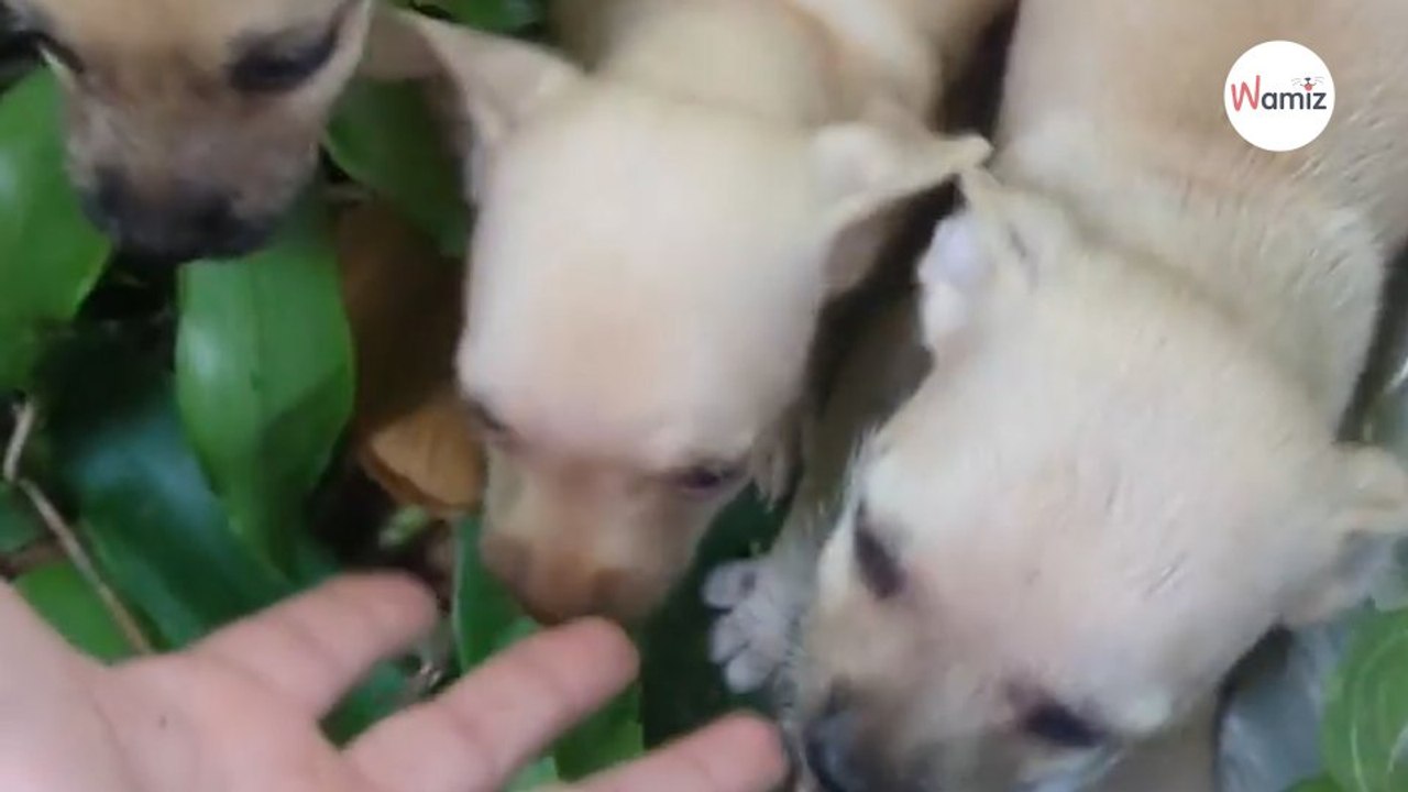 Une voiture fait un bref arrêt et démarre en trombe : son intuition la pousse à agir au plus vite (vidéo)