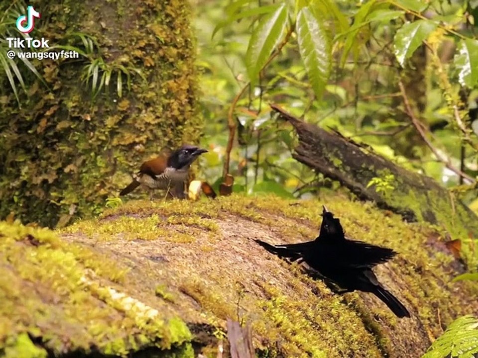 Best bird video