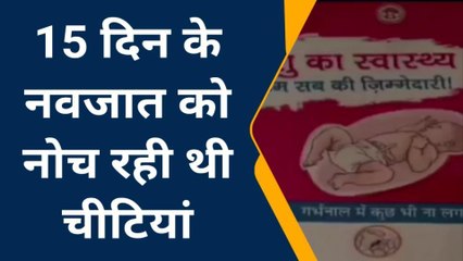 बेरहम मां: न्यायालय परिसर में नवजात को छोड़ा,चीटियों ने नोचा,मचा हड़कंप