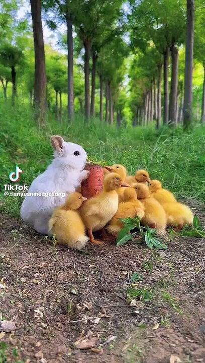 Rabbit fun with hen chicks