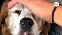 Gravement blessé, ce papi chien n’a pas été réclamé par sa famille : sa fin de vie est bouleversante (Vidéo)