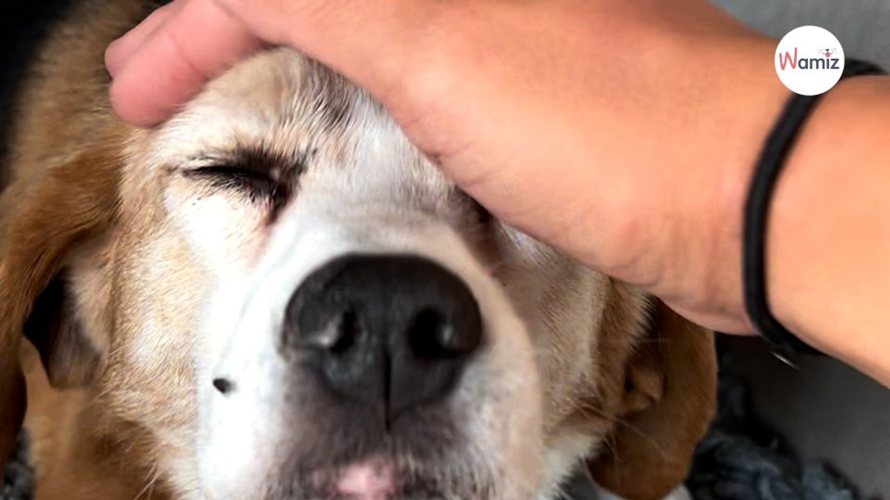 Gravement blessé, ce papi chien n’a pas été réclamé par sa famille : sa fin de vie est bouleversante (Vidéo)