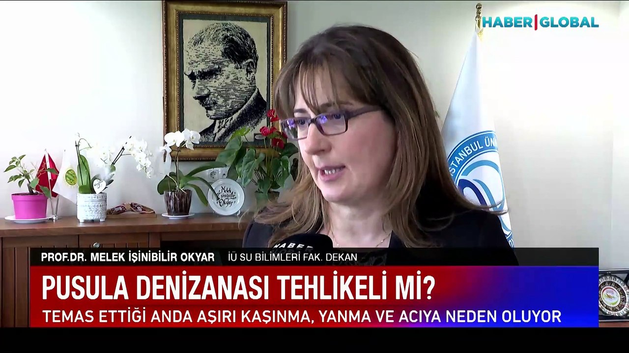 Pusula denizanası tehlikeli mi? Uzmanı uyardı, sakın bunu yapmayın...