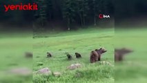 İzlenme rekoru kırdı! Kars'ta görüntülenen boz ayı ailesinin güldüren pozları