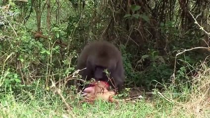 أسد يلتهم قرد بدون رحمة في مشهد يحبس الأنفاس ! (2)