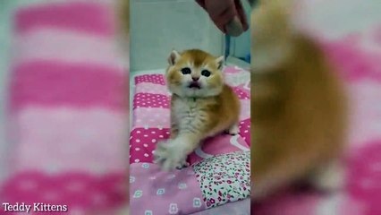 Kittens Funny Drink milk from a Bottle