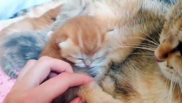 Kittens Begin To Open Their Eyes . 9 Days After Birth. British Shorthair