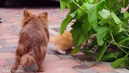 Kittens Mickey and Gloria walking outside for the first time