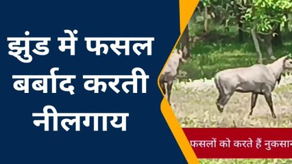 मधुबनी: बर्बाद हो रही फसल किसानों की मेहनत पर पानी फेर रहीं नीलगायें