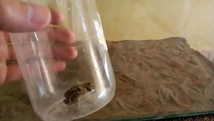 ترويض افعى القرناء الخطيرة بعد مرور شهر كامل على اصطيادها