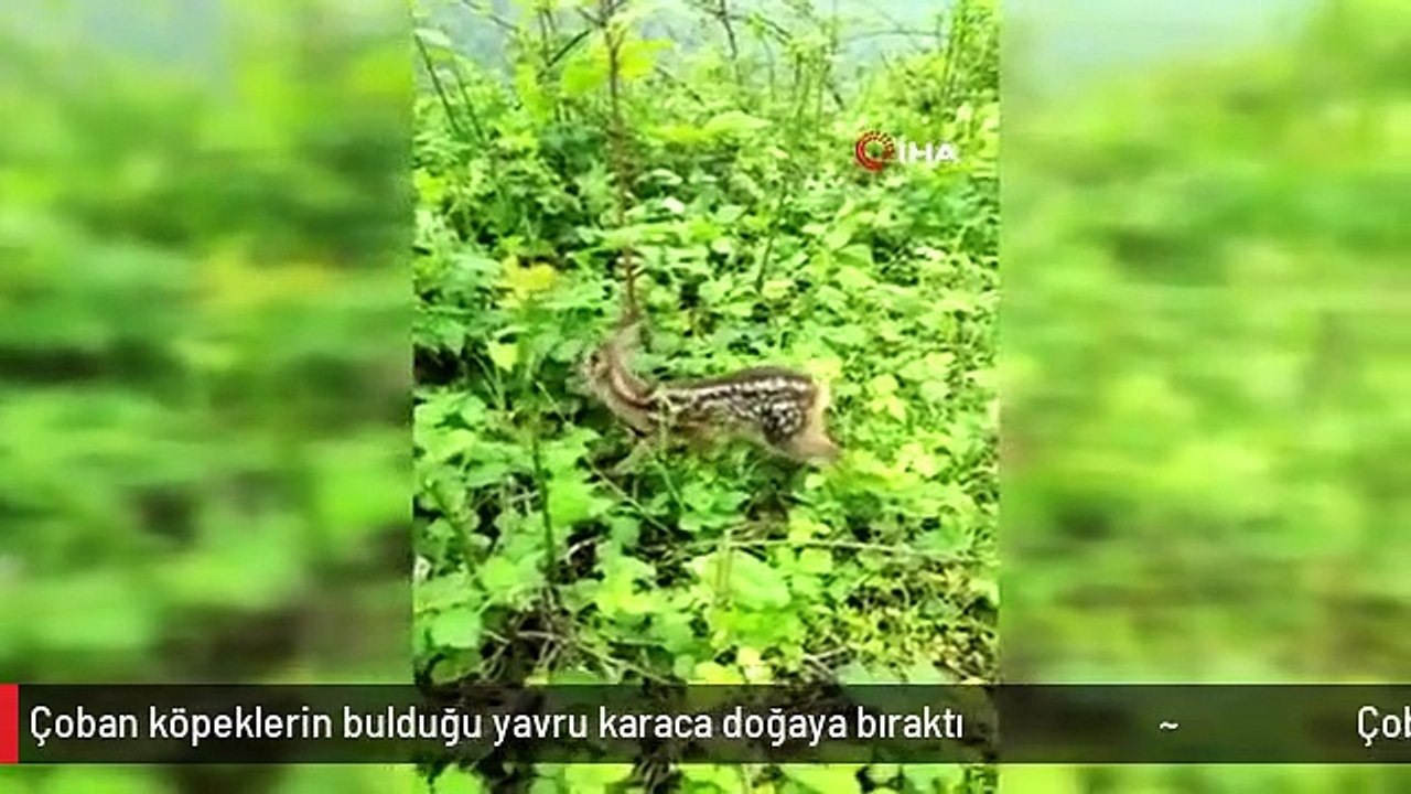 Çoban köpeklerin bulduğu yavru karaca doğaya bıraktı