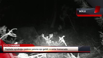 Yaylada uyuduğu çadırın yanına ayı geldi; o anlar kamerada