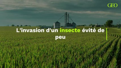 L'invasion d'un insecte invasif venu du Mexique évitée de peu aux États-Unis