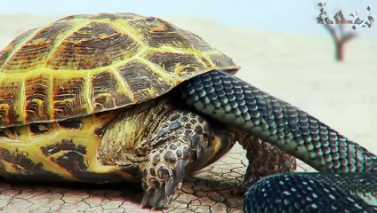 ثعبان يهاجم سلحفاة لكن ما حدث لا يصدق..! (3)