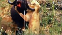 جاموس غاضب يقتل أسد بقرونه الحادة !