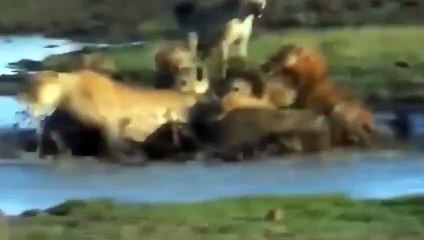 صراع البقاء بين الأسود والضباع المرقطة في عالم الحيوانات !!