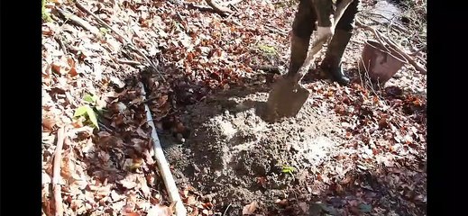 Making Home in Forest