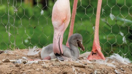 Flamingo chicks hatch at Martin Mere - LiverpoolWorld Headlines