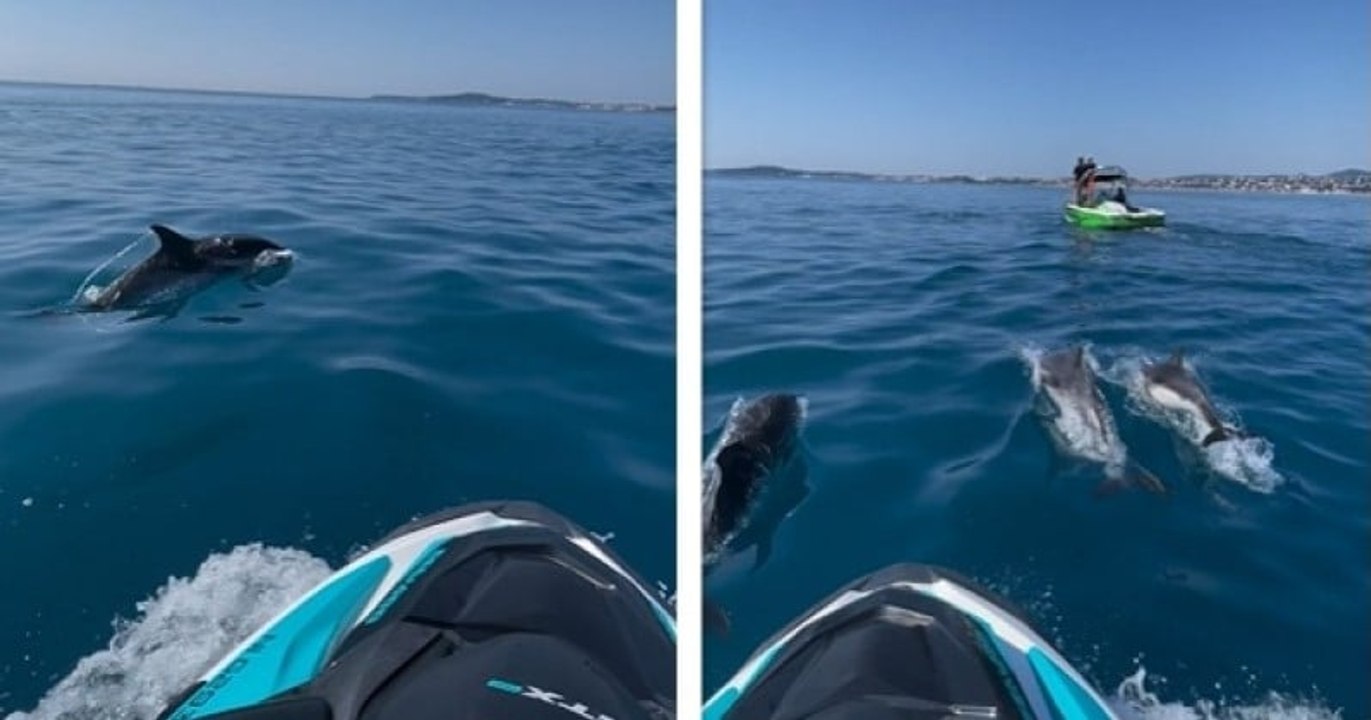 Au large de la Côte d'Azur, ce groupe de jet-skis a passé un moment incroyable avec une cinquantaine de dauphins
