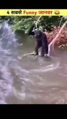 funny जानवर  देख कर हंसी नहीं रूकेगी _ Funny Animal _ #shorts #animals #funny