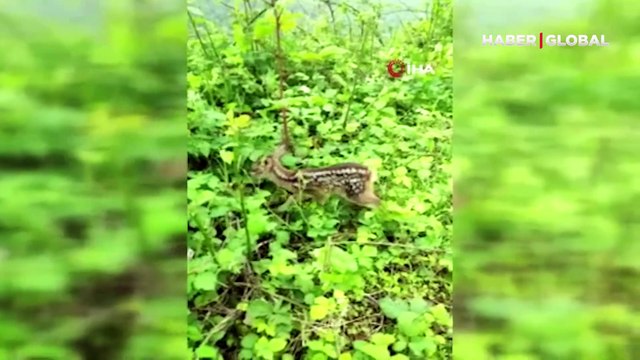 Çoban köpeklerinin bulduğu yavru karacayı, önce koruma altına aldı, sonra doğaya bıraktı