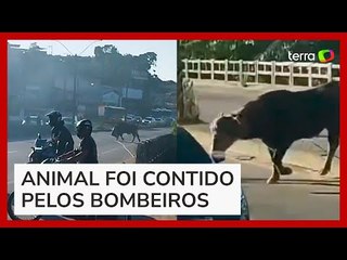 Búfalo invade rodovia e assusta motoristas em São Gonçalo (RJ)