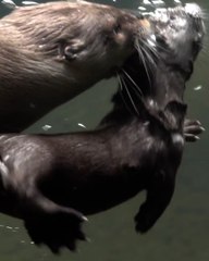 Otter Mum teaches son to swim!
