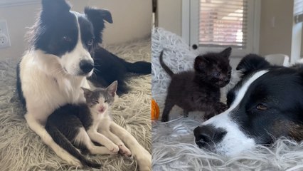 DOTING DOG loves looking after TINY KITTENS!