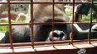 Ces gorilles tombent sur une petite chenille... leur réaction est adorable