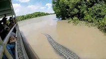 Rencontre entre un crocodile monstrueux et des touristes au brésil