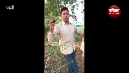 VIDEO : यहां सैकड़ों तोतों की हो गई मौत, ग्रामीण बोले - रात्रि में आई थी आंधी व तेज बरसात