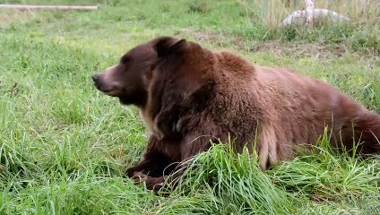 This Grizzly Bear and His Bear Buddy Are Extremely Comfortable With One Another!