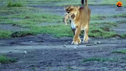 Lioness Bites Her Cuba's Head Off