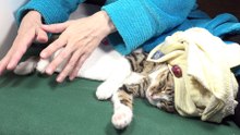 Cat Reiki Session