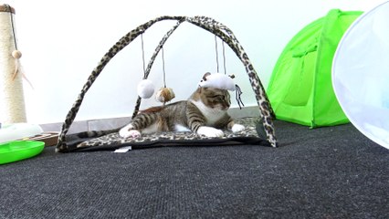 Playing Made the Cat Tired