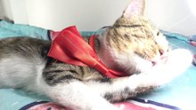 Cat with Red Bow Has Clean Paws