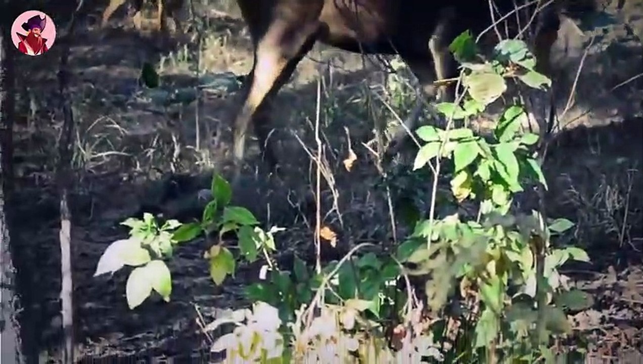 15 Top-Angriffe Durch Wildhunde