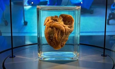 بريطانية تتفقد قلبها المعروض داخل متحف في لندن