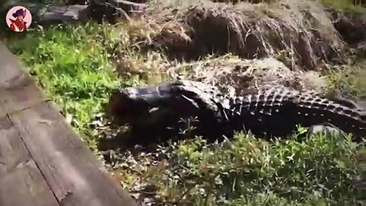 Wunderbare Jagdmomente von intelligenten Raubtieren mit der Kamera eingefangen