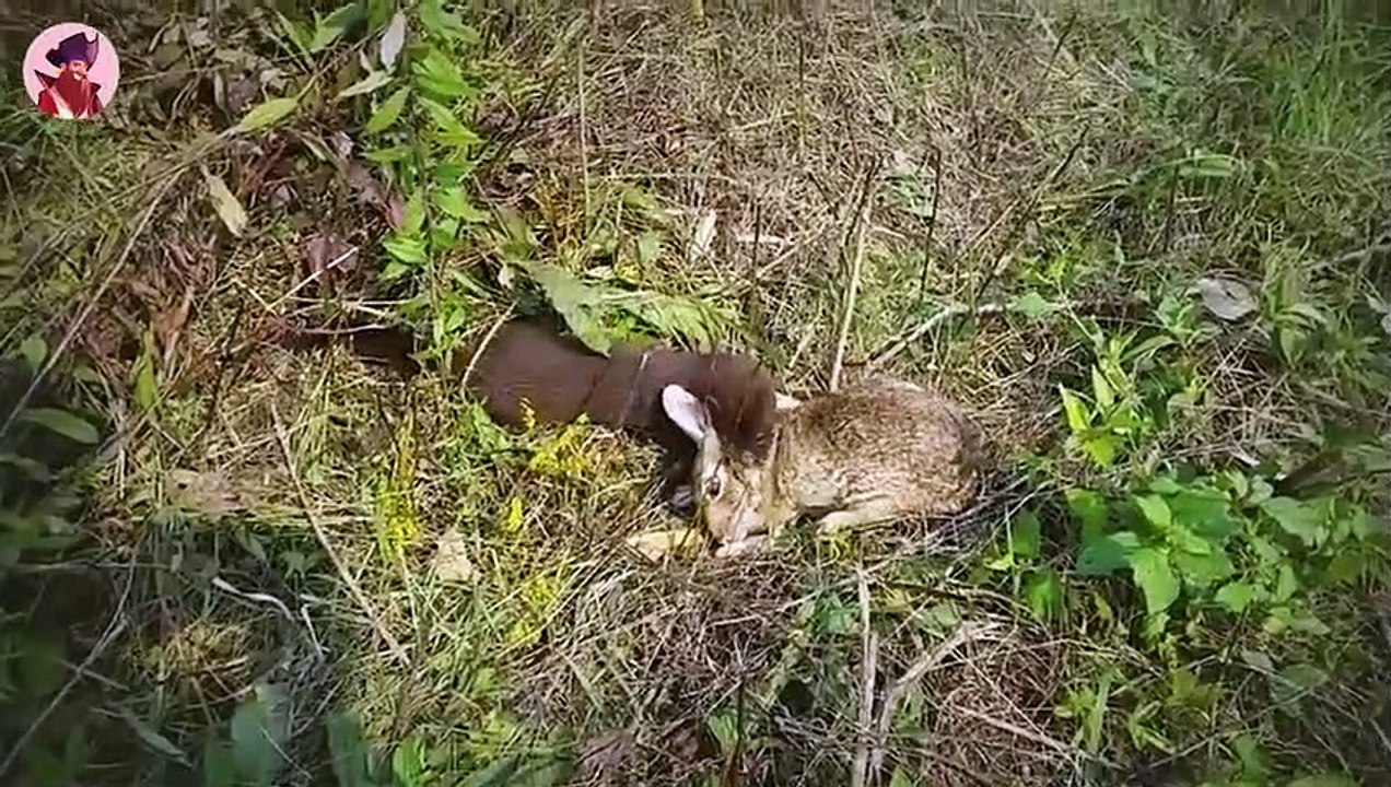 15 unangenehme Momente von Tiere, die ihre Beute lebendig fressen