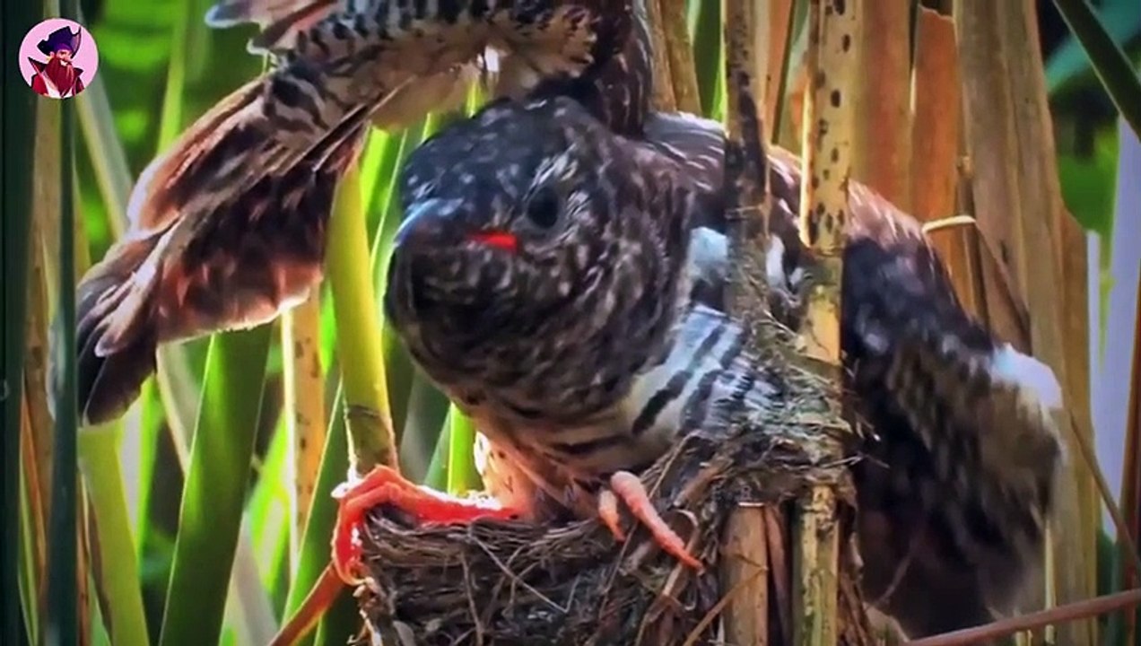 Die 15 schlimmsten Eltern aller Zeiten im Tierreich