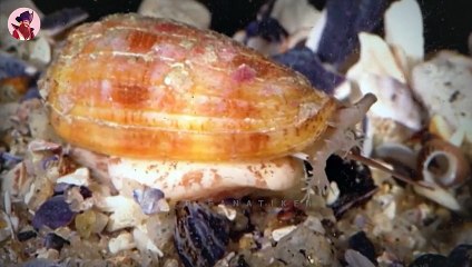 Top 15 überraschend starke und gefährliche Tiere