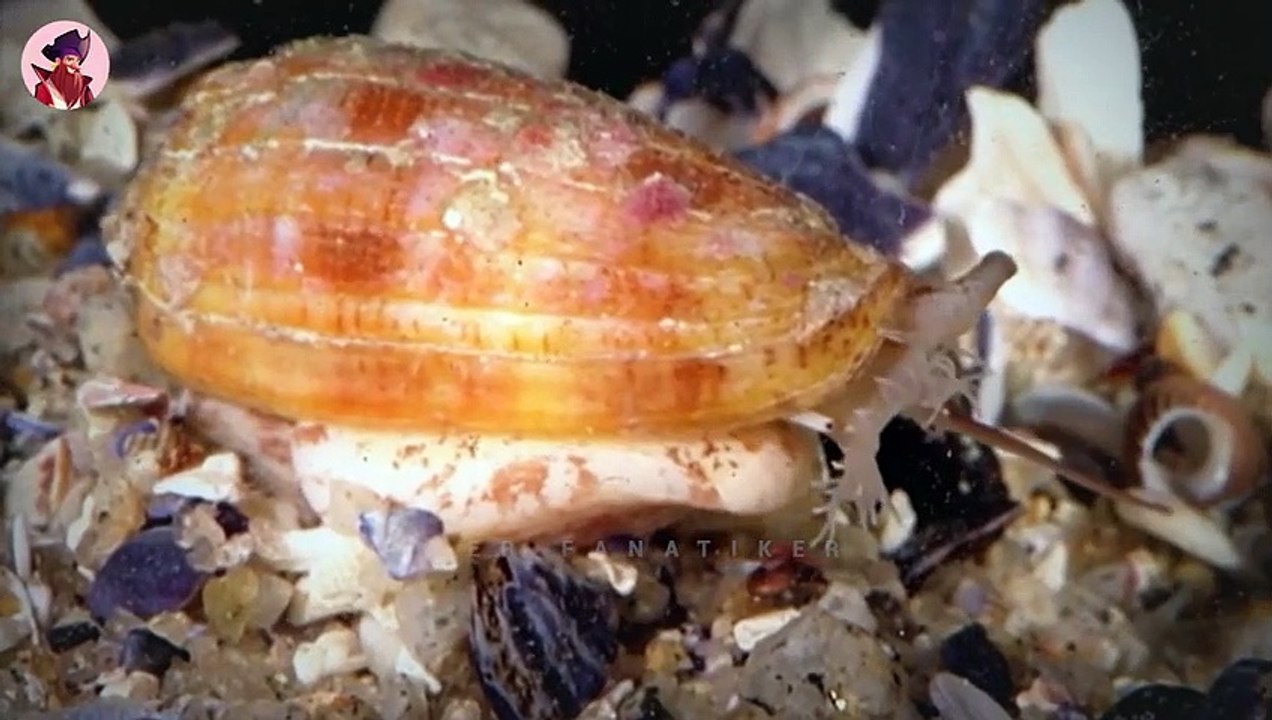 Top 15 überraschend starke und gefährliche Tiere