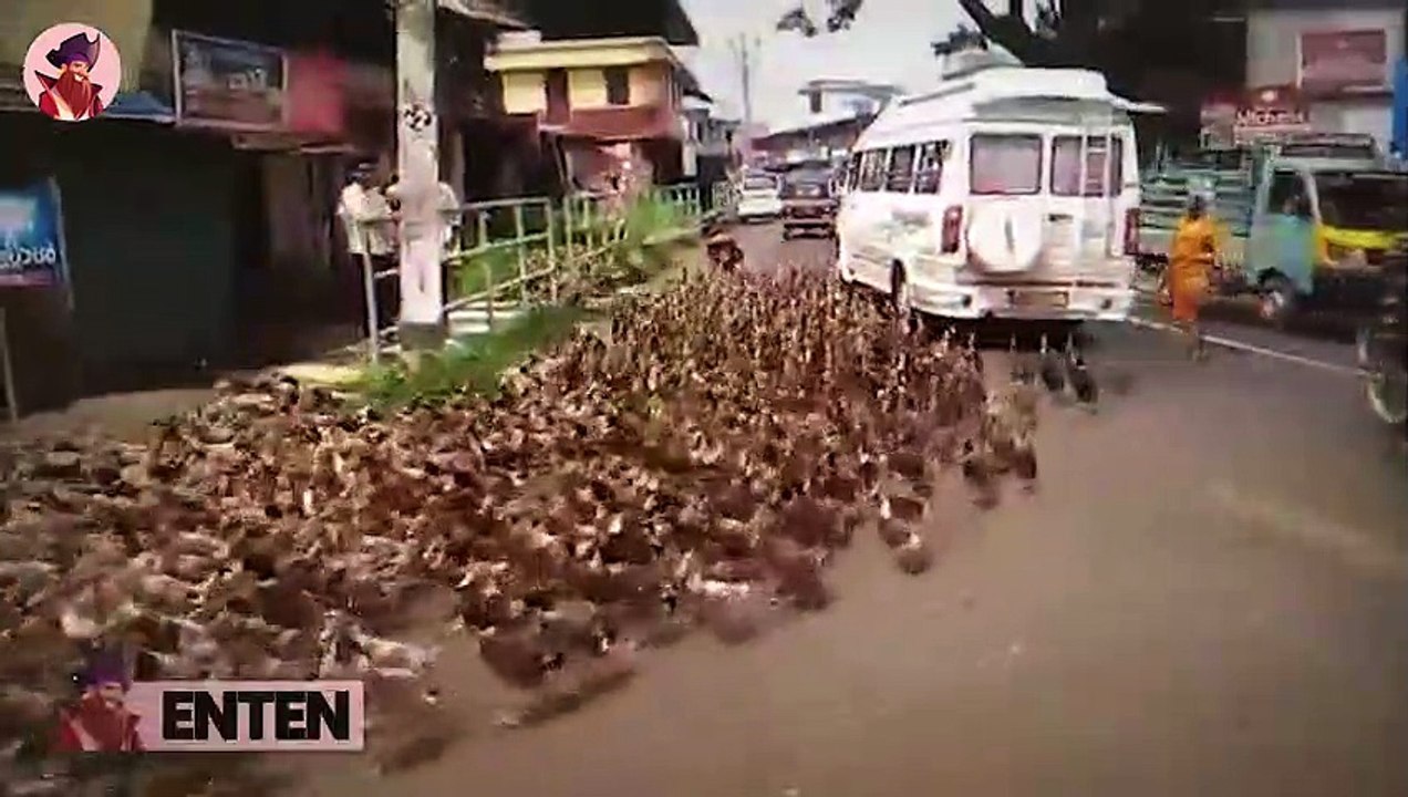 15 unglaubliche Begegnungen mit wilden Tieren auf der Straße