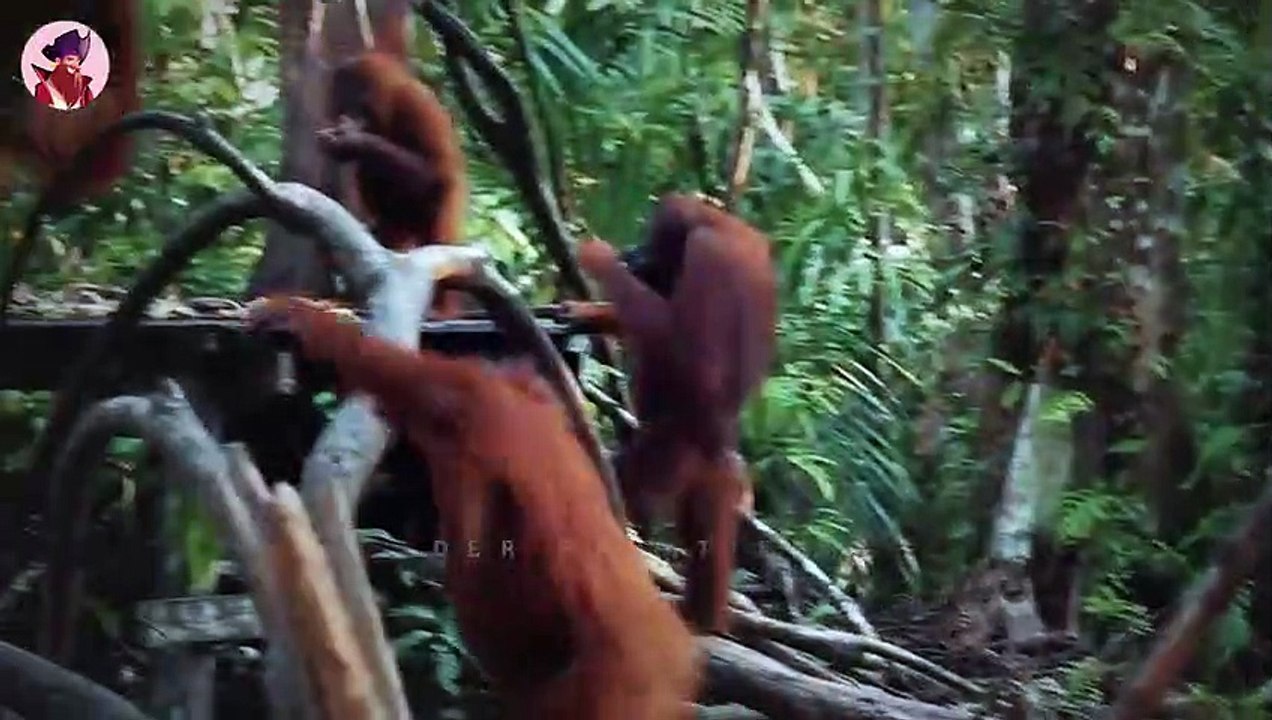 Jagdmomente der besten Raubtiere im Feld